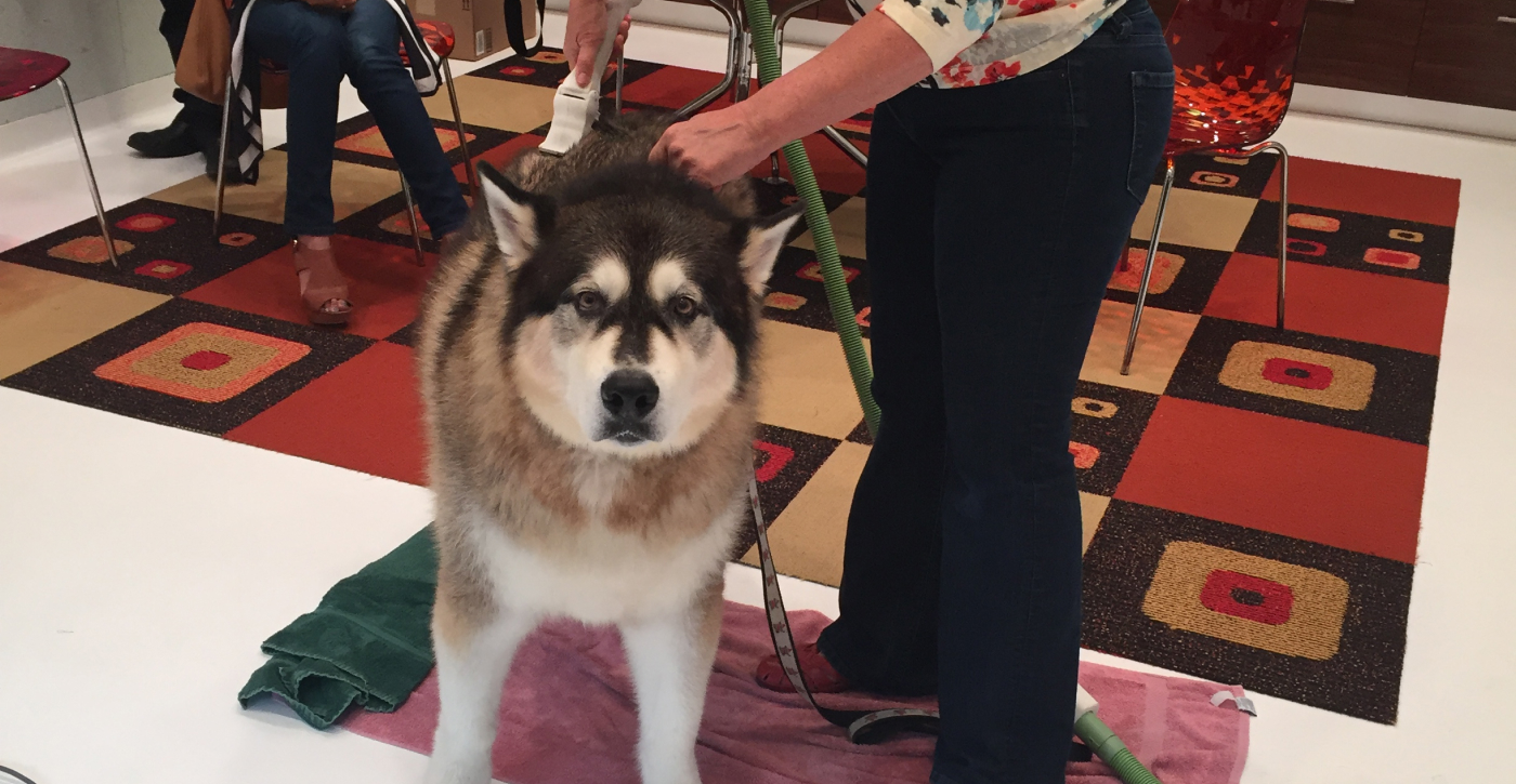 Barkbath product demo